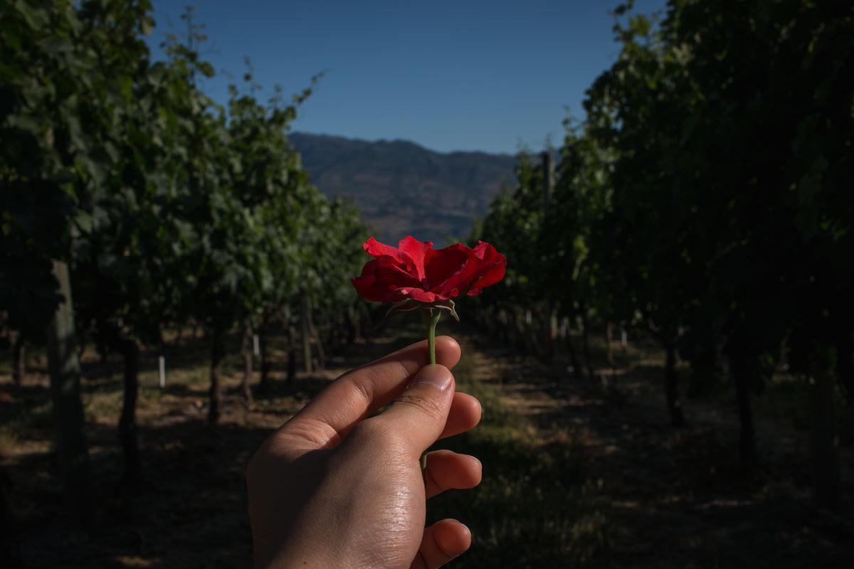 The Magic of the Camellia flower: the key to younger looking skin - Tyme Soap